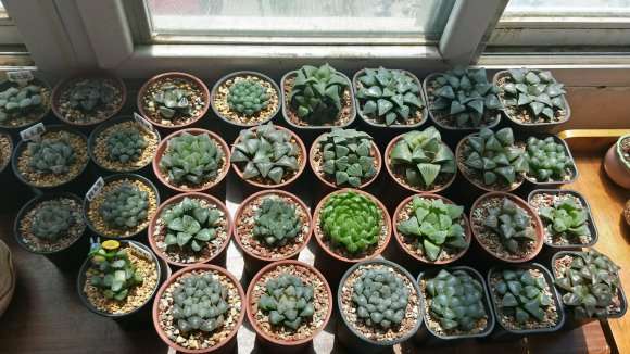 北京多肉群 已建好 欢迎花友们