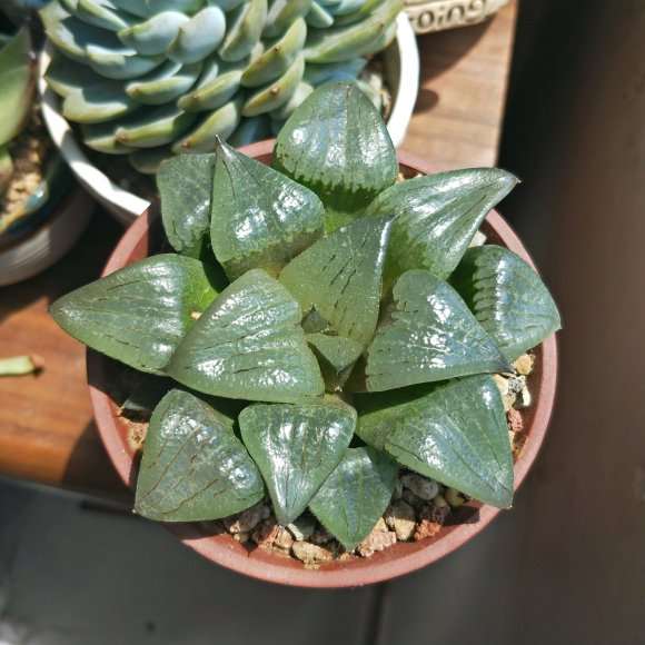 北京多肉群 已建好 欢迎花友们