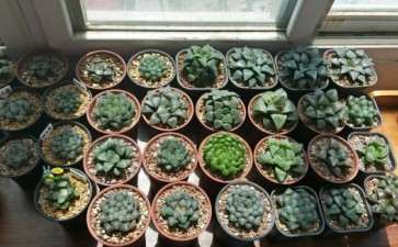 北京多肉群 已建好 欢迎花友们