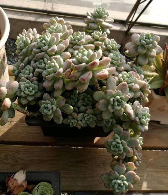 北京多肉露养一个月状态