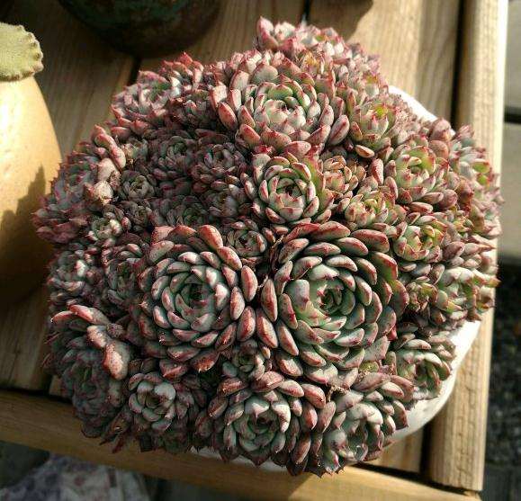 北京多肉露养一个月状态