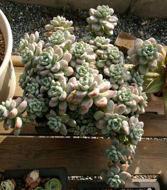 北京多肉露养一个月状态