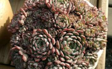 北京多肉露养一个月状态 可以吗 图片