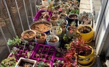 北京的肉友 你们露养多肉了吗 图片