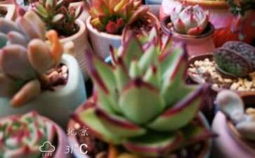 北京多肉怎么度夏 我的日记分享