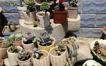 北京多肉啥时候放屋里 露养中