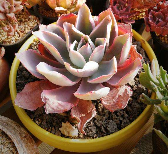 北京醉花间多肉陶艺工作室