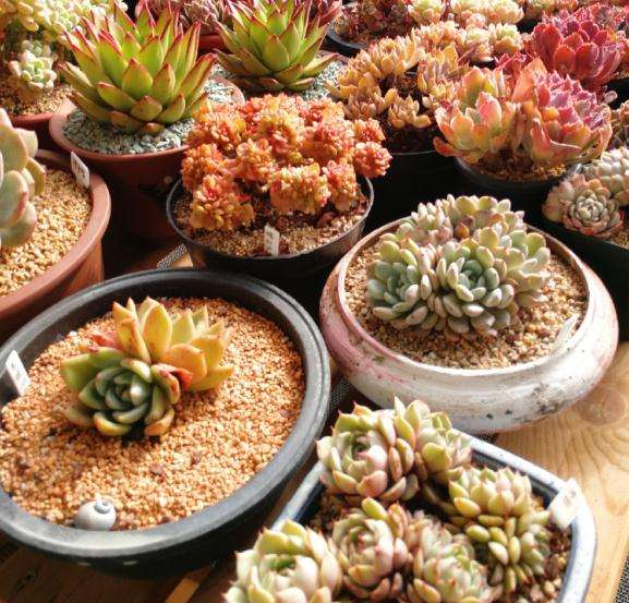 北京醉花间多肉陶艺工作室