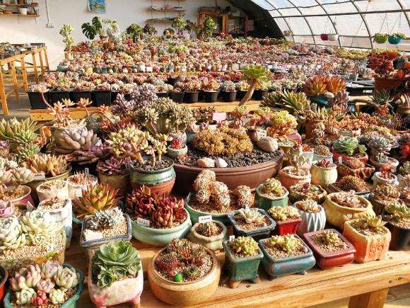 北京醉花间多肉陶艺工作室