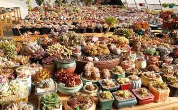 北京醉花间多肉陶艺工作室 可以吗