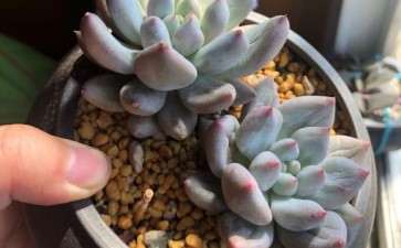 北京夏季多肉露养为什么必须遮阳 图片