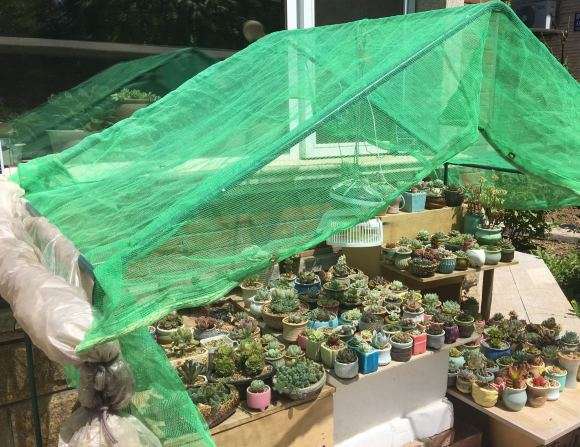 为什么都说多肉夏天容易死