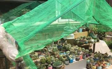 为什么都说多肉夏天容易死 图片