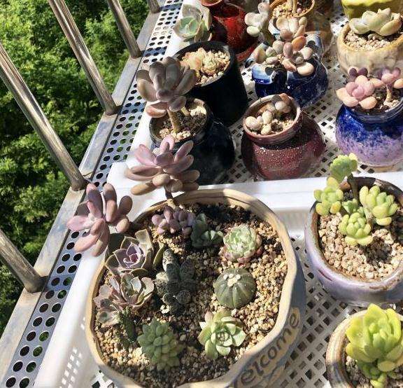 北京阳台怎么养多肉的方法