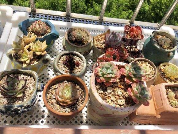 北京阳台怎么养多肉的方法