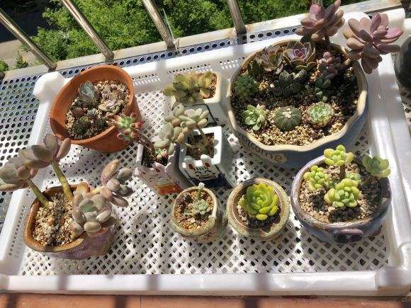 北京阳台怎么养多肉的方法