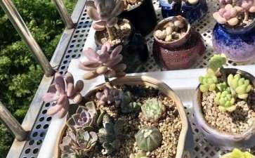 北京阳台怎么养多肉的方法 图片