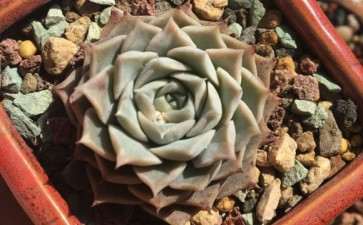 北京养不出状态的海琳娜多肉 怎么办