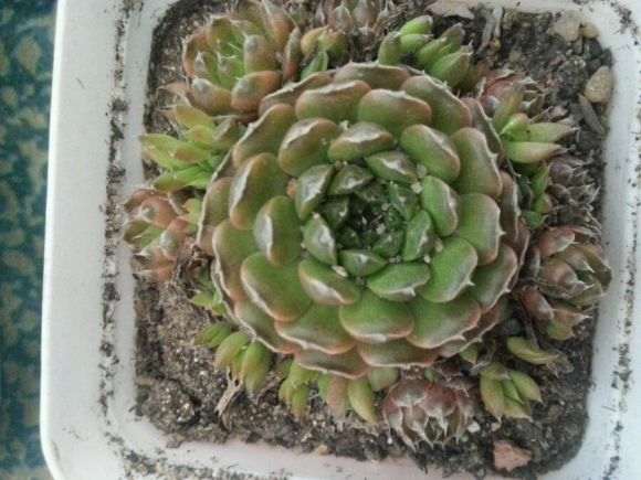 北京花市买多肉 3盆10块 贵吗