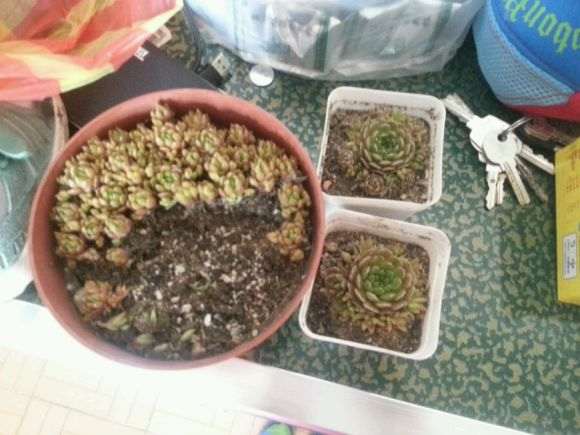 北京花市买多肉 3盆10块 贵吗