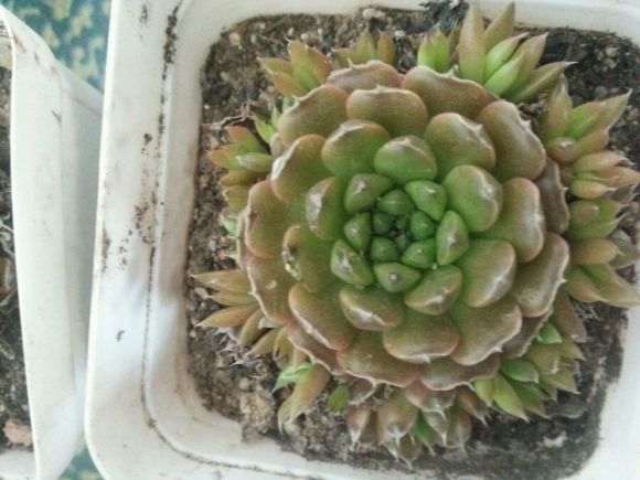 北京花市买多肉 3盆10块 贵吗