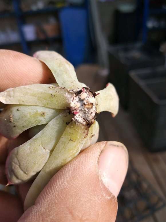 我想搞一个免费的多肉医院群