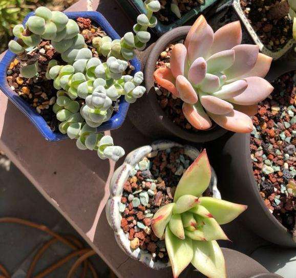 北京多肉度夏死伤惨重