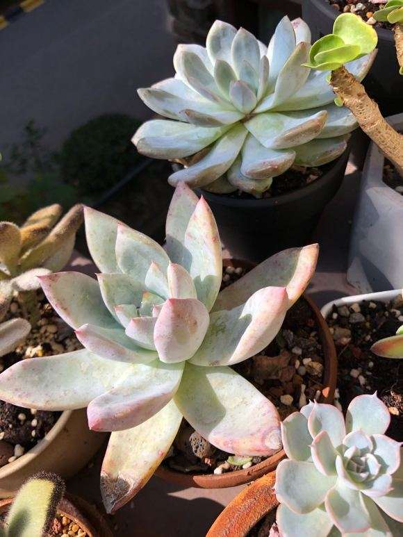 北京多肉度夏死伤惨重