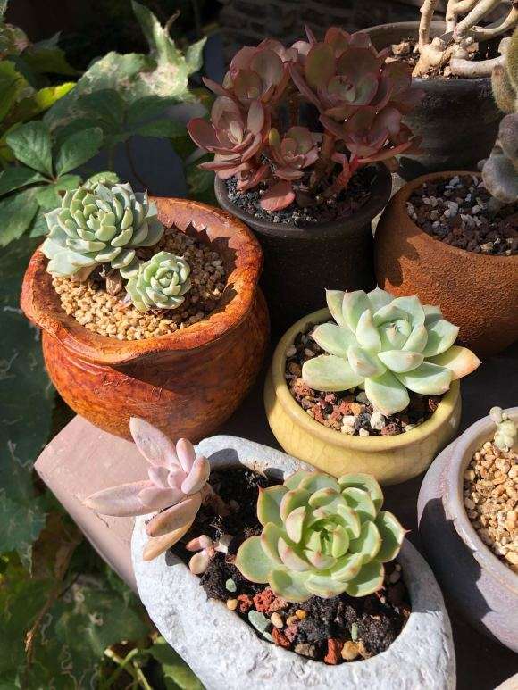 北京多肉度夏死伤惨重