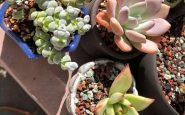 北京多肉度夏死伤惨重 怎么办 图片