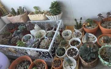 是如何处理长小飞虫的多肉 怎么办