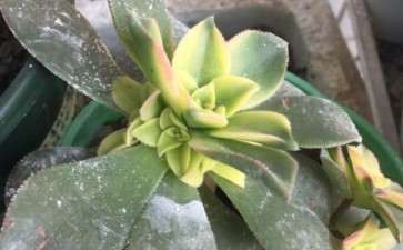 素冰多肉叶子软的厉害了 怎么办