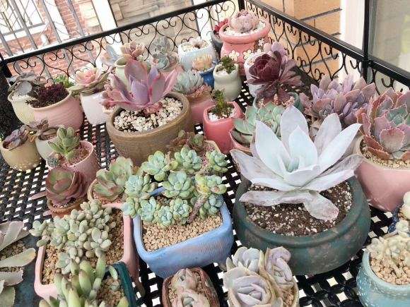 北京多肉露养度夏难吗