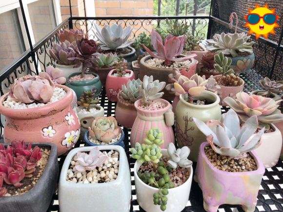 北京多肉露养度夏难吗