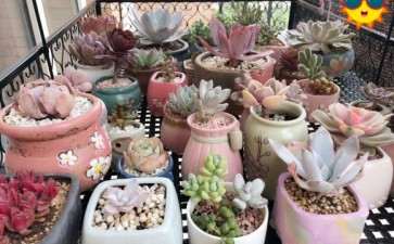 北京多肉露养度夏难吗 怎么办 图片