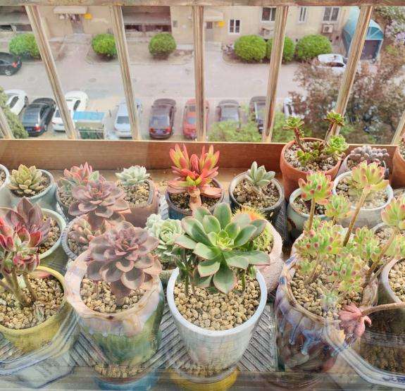 多肉怎么养出状态的