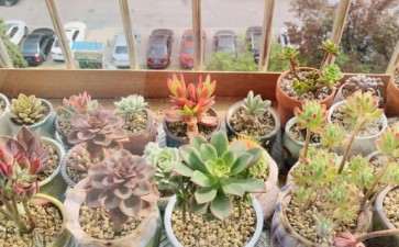 你是在北京吗 多肉怎么养出状态的