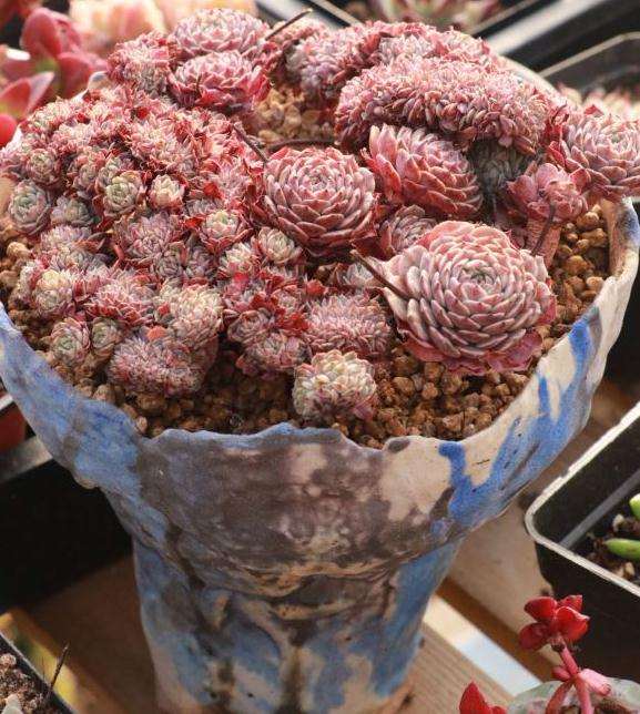 北京多肉大棚招聘员工