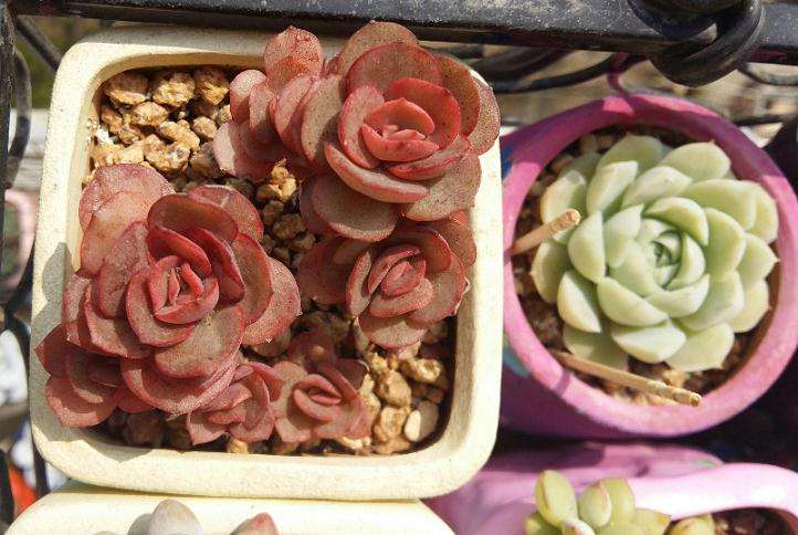 北京为什么温差大也养不出开挂区的颜色