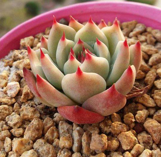 北京为什么温差大也养不出开挂区的颜色