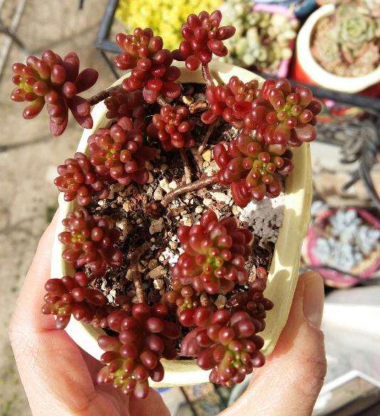 北京为什么温差大也养不出开挂区的颜色