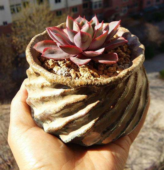 北京为什么温差大也养不出开挂区的颜色