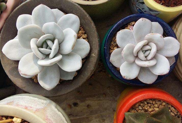 北京为什么温差大也养不出开挂区的颜色