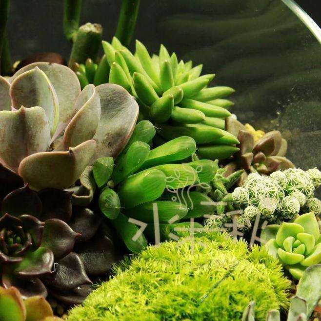 北京这个天多肉可以拿到室外养了吧