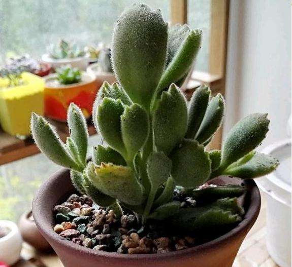 北京飘窗怎么养多肉