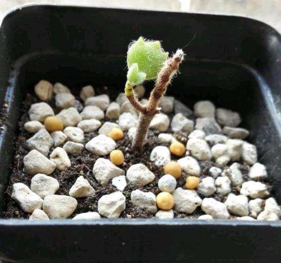 北京飘窗怎么养多肉