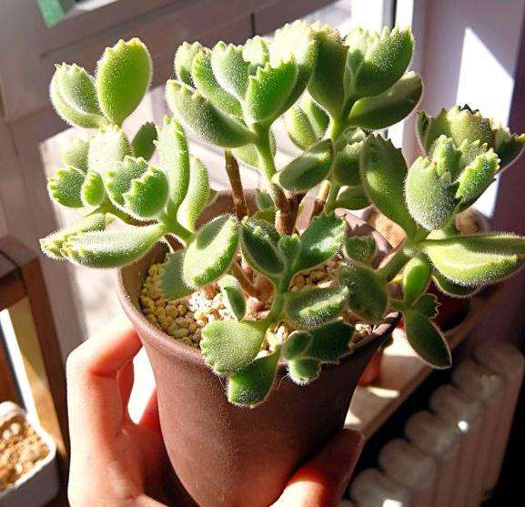 北京飘窗怎么养多肉