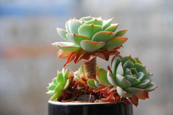 如何选购真正的多肉老桩