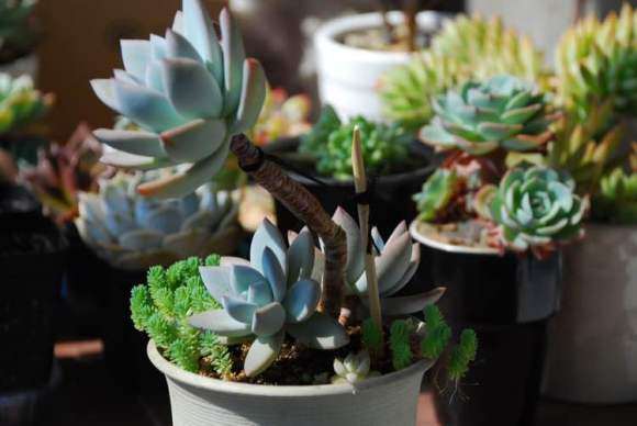 如何选购真正的多肉老桩