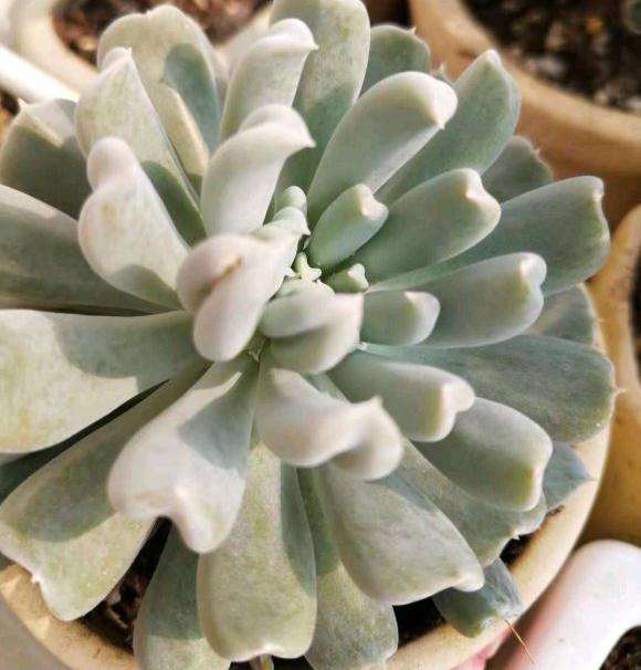 冬天可以养多肉在室外窗台吗